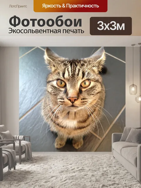 Фотообои Кошка