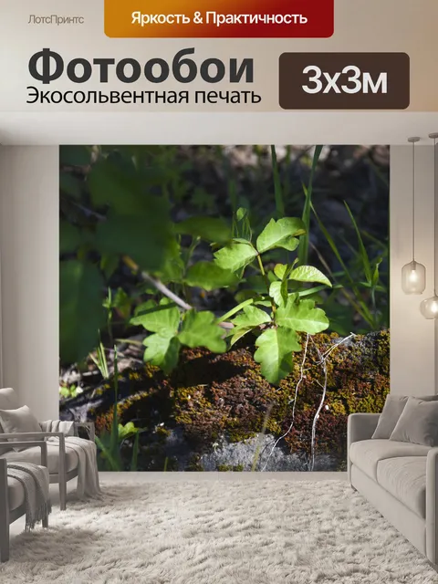 Фотообои Лесной завод