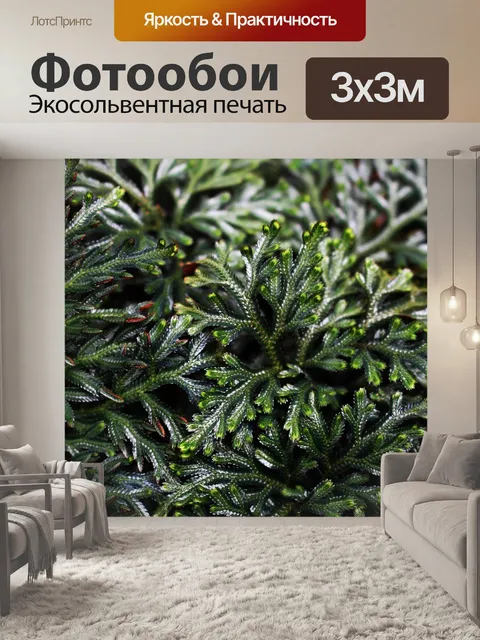 Фотообои Папоротник