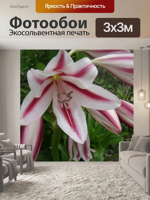Фотообои Лили