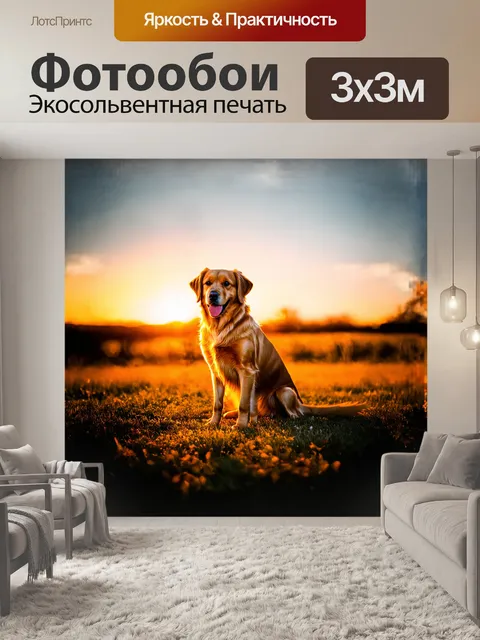 Фотообои **золотистый ретривер сидит на закате**