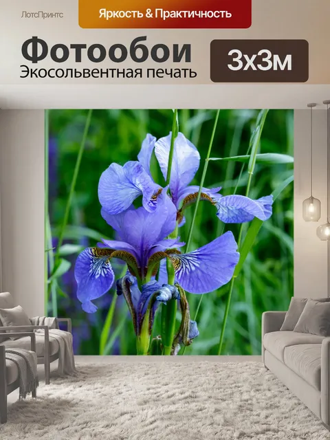 Фотообои Цветок ириса