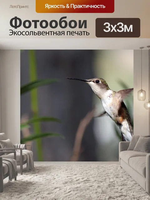Фотообои Колибри
