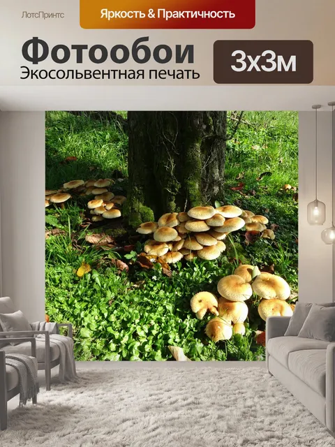 Фотообои Гриб