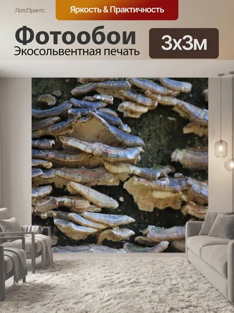 Фотообои Грибы