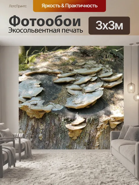 Фотообои Пень