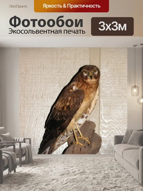Фотообои Таксидермия Птица 2