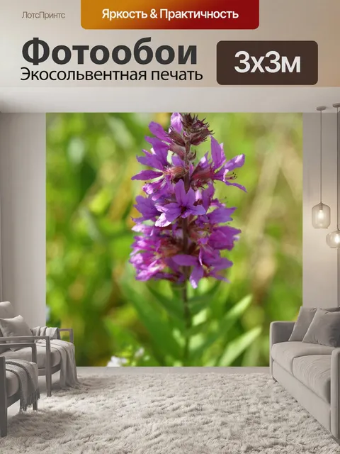 Фотообои Цветы