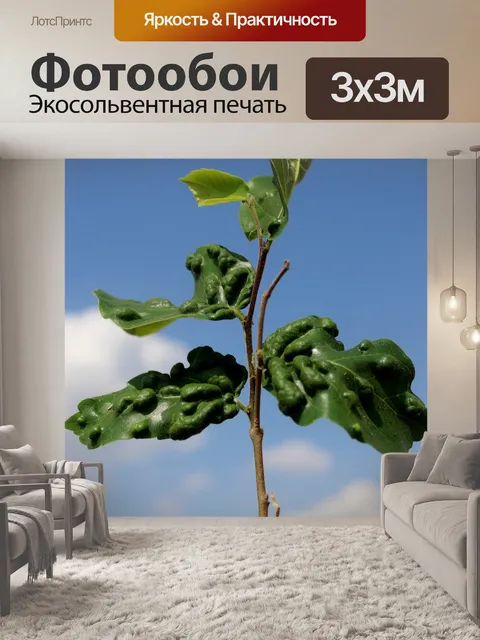 Фотообои Дикая лоза листья