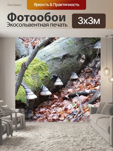 Фотообои Дерево грибов