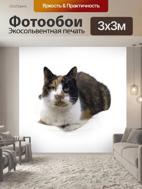 Фотообои Кошка