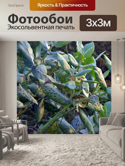 Фотообои Большие листья