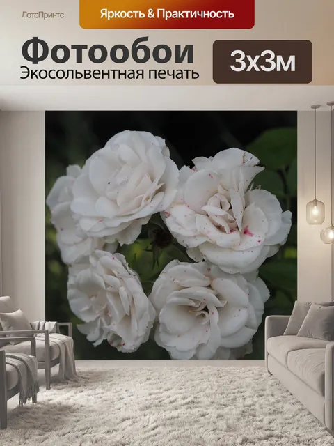 Фотообои Роза