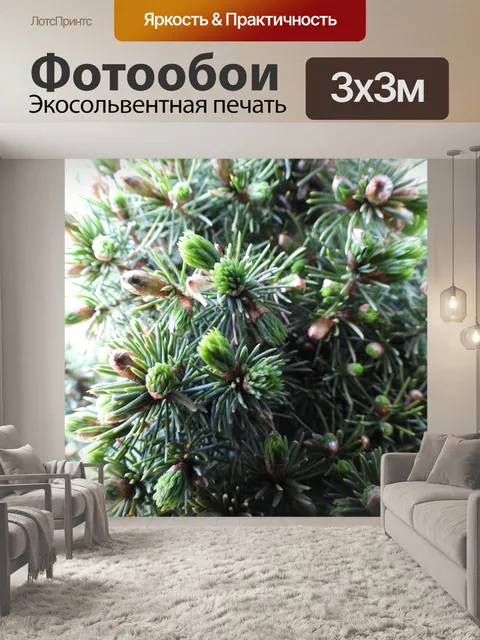 Фотообои Ель