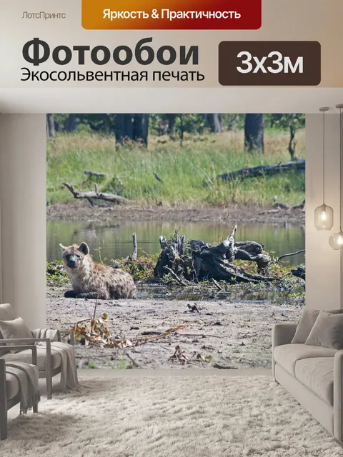 Фотообои пятнистая гиена, лежащая рядом с бассейн