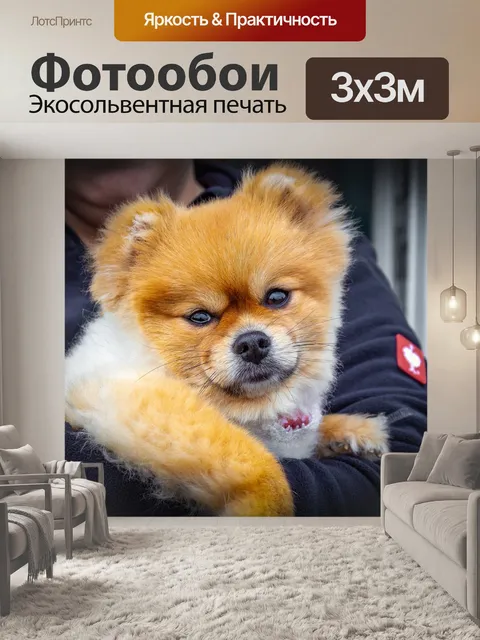 Фотообои Собака