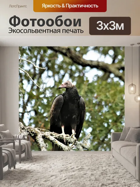 Фотообои Турция Стервятник, стоящий на дереве