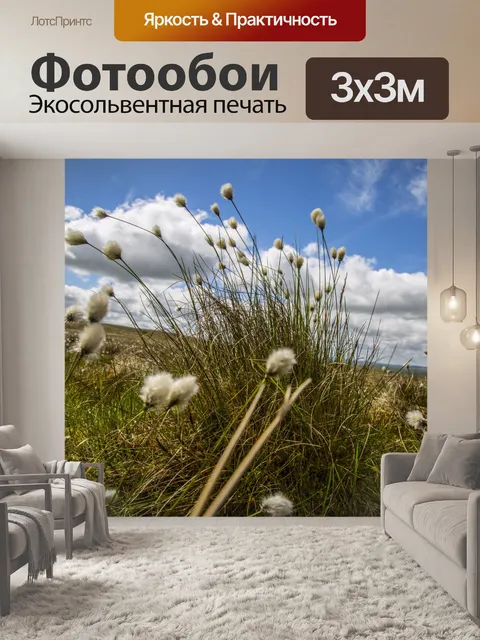 Фотообои Цветы хлопковой травы