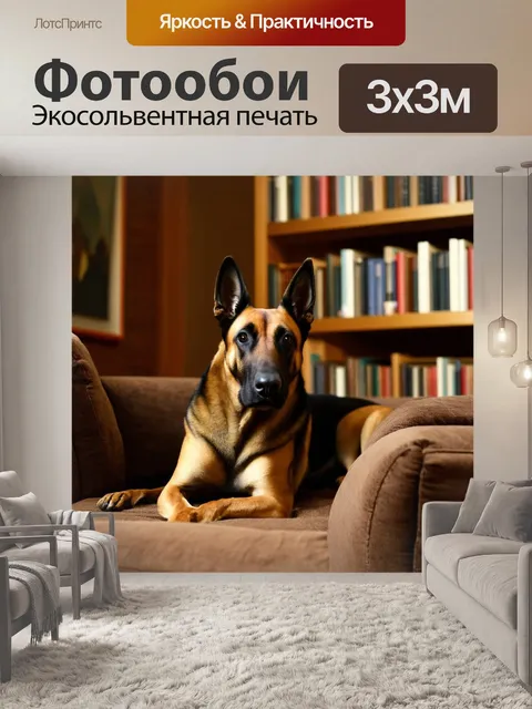 Фотообои создайте образ бельгийской овчарки малинуа, отдыхающей в уютном интерьере с книгами и мягкими диванами