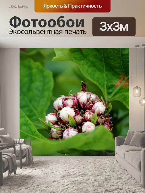 Фотообои Цветы