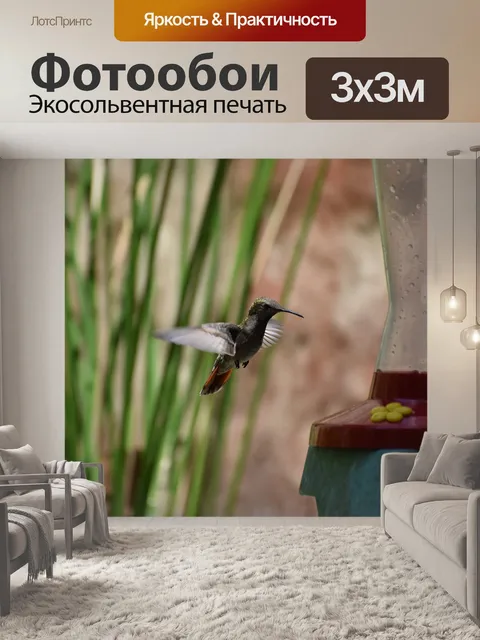Фотообои Колибри