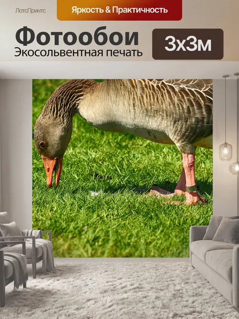 Фотообои Гусь