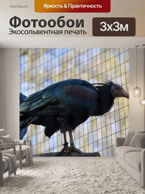 Фотообои Птица
