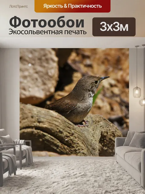 Фотообои Птица