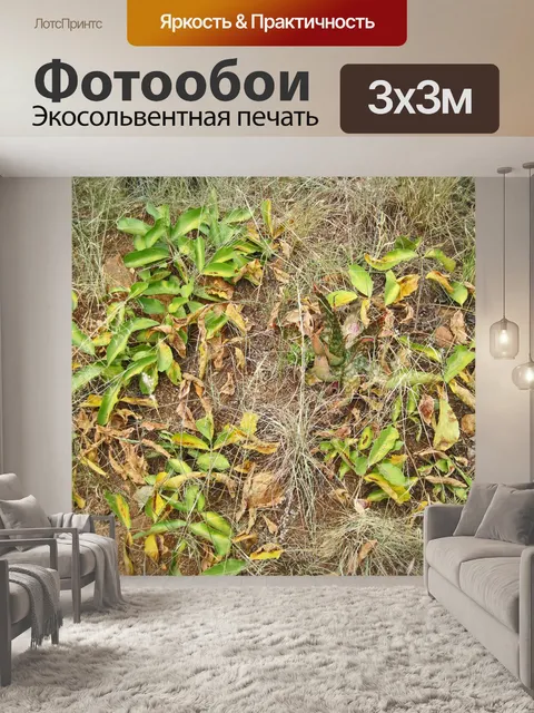 Фотообои листья подземного дерева