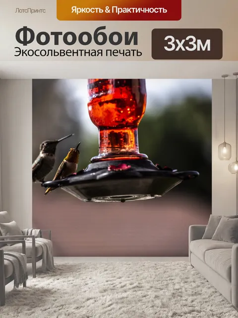 Фотообои Колибри у фидера