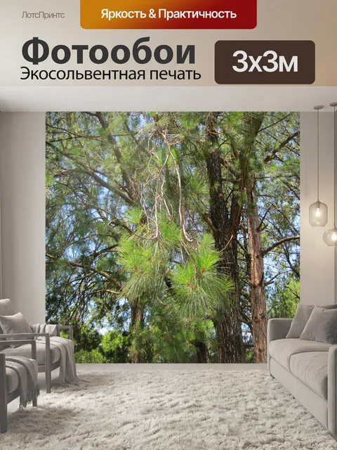 Фотообои хвоя деревьев