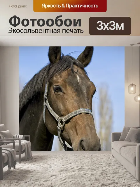 Фотообои Лошадь