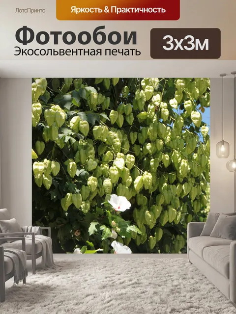 Фотообои Фрукты