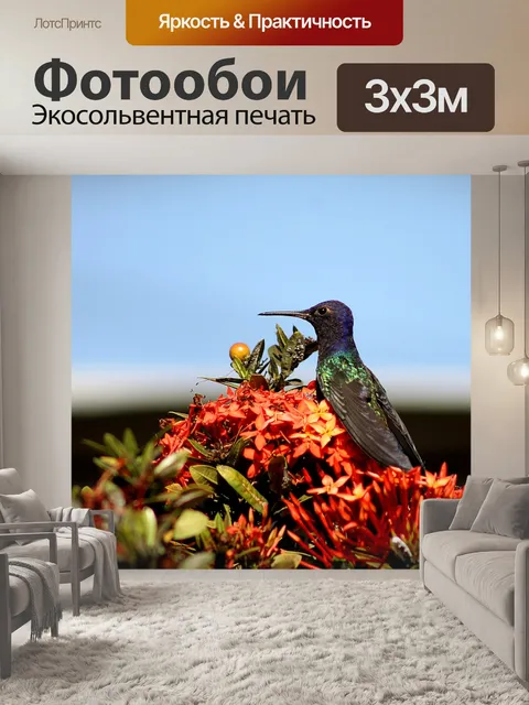 Фотообои Колибри