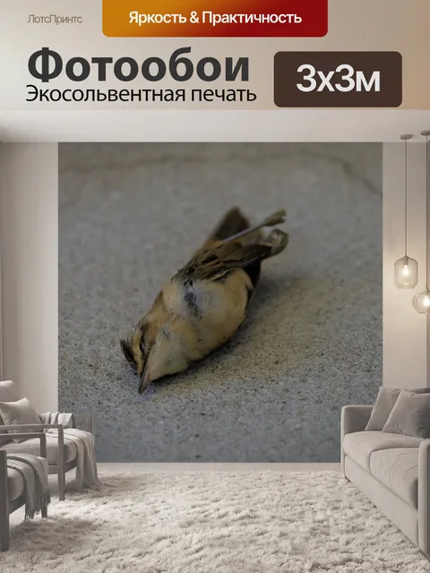Фотообои Мертвая птица