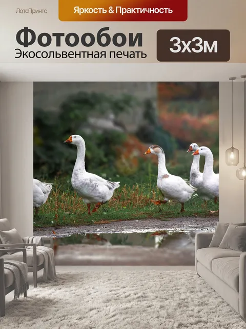 Фотообои Гуси