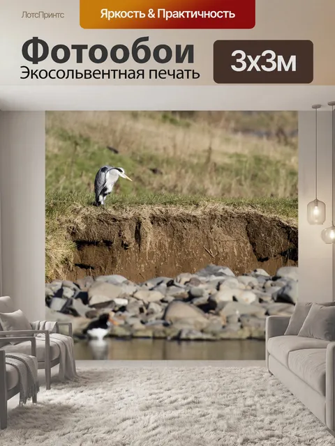 Фотообои Цапля