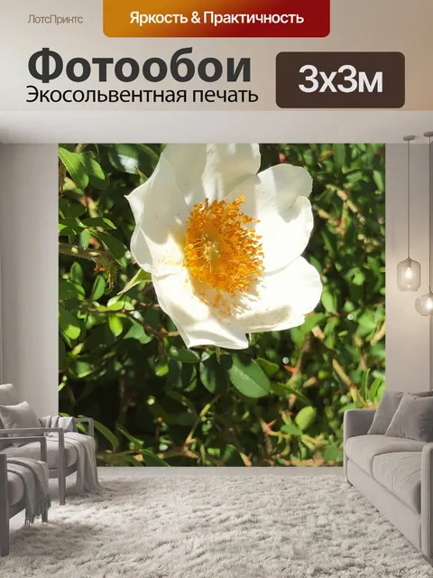 Фотообои Цветы