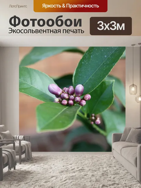 Фотообои Лимон