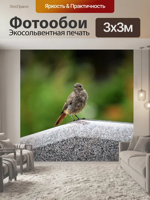 Фотообои Горихвостка птица на надгробие