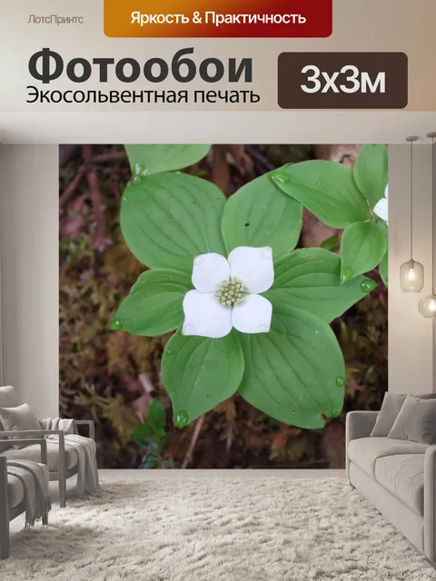 Фотообои Цветок