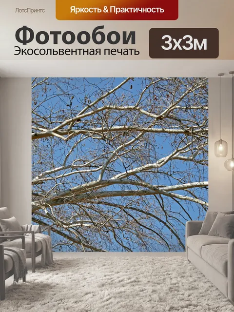 Фотообои Ветви дерева белого цвета