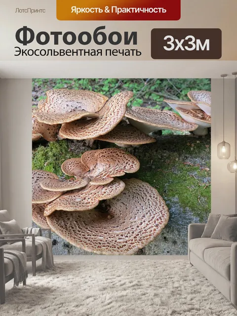Фотообои Дерево грибов