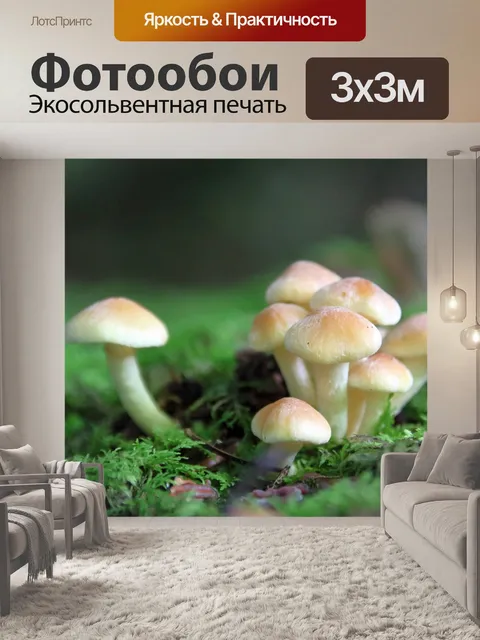 Фотообои Гриб
