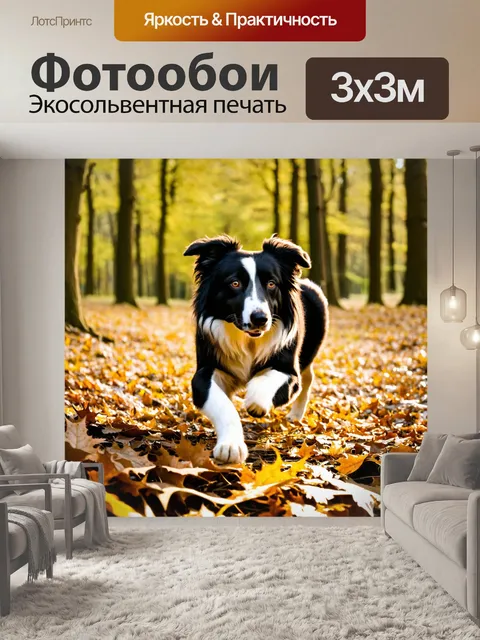 Фотообои бордер-колли, исследующий лес, пробираясь через листья