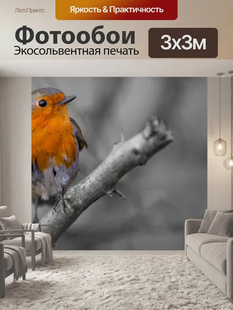 Фотообои Робин, Erithacus rubecula