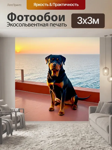 Фотообои ротвейлер, сидящий на террасе с видом на море, наслаждаясь закатом