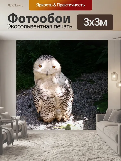 Фотообои Сова
