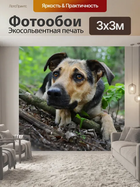 Фотообои Собака