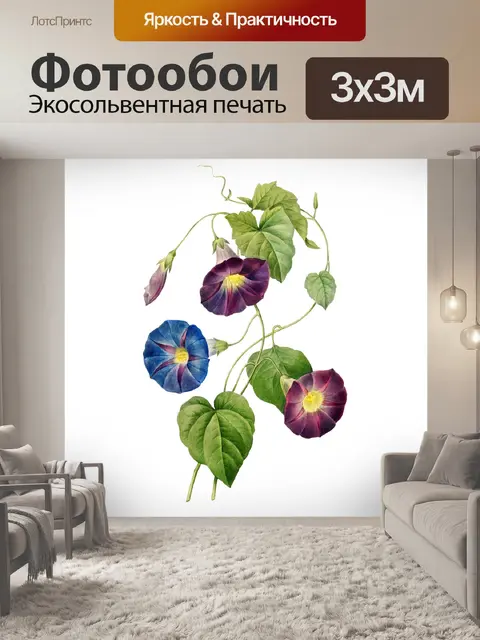 Фотообои Утренняя слава цветок старинный клипарт